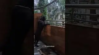 Angry Cane Corso barking #shorts #shortvideo #dog #canecorso #viral #angry #trending