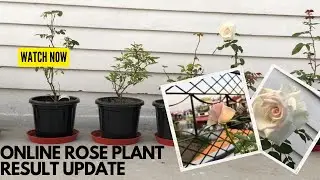 ONLINE ROSE PLANT RESULT UPDATE/पुष्पाँजलि और पुस्पाबितन से मंगाये ग़ुलाब का result #puspanjali