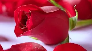 🌹🌹 Beautiful Red Rose🌹 Flower Garden 2025  Most Beautiful Flowers Video 💐 Relaxing Nature Garden🌹