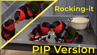 🤟 Rocking-it 🤟 PIP version