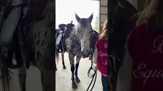 Horse Auction Vlog