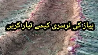 How to prepare onion nursery/piaz ki narsri kese tiyar karein