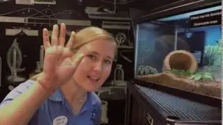 ChildSci Keeper Talk - Chilean rose hair tarantula