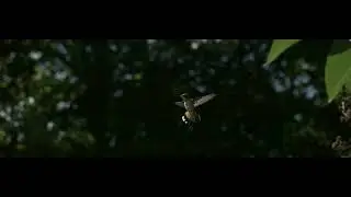 Rufous Hummingbird aggression display | Freefly Ember S5K test footage at 1,011 fps