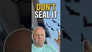 Escape the Nightmare: Bat Exclusion Tips That Work