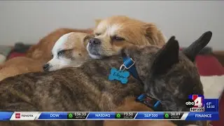 The Humane Society of Utah urgently looking for short-term foster homes