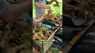 Panen bonsai sancang dari hasil program bonsai #bonsai #bonsaiasia #bonsaitree #bonsaiindonesia