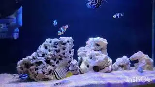 day 1 of after cycleling making marine fish tank using simple setup  canasin filter tamil