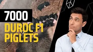 Duroc f1 piglets 1stবাৰ মোৰ Pig farm ত দিলে।। পোৱালী লাগিলে যোগাযোগ কৰক