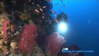 MARINA DI CAMPO DIVING