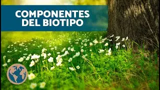 &iquest;Qu&eacute; ES un BIOTIPO? 🌳 (Diferencia entre Biotopo y Biocenosis)