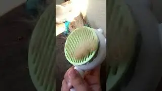Purry Self Cleaning Brush review! #cats #cute #cutecat #fluffy #funny #kitten #soft #catloaf #brush