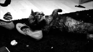 CAT ON DRUGS - KATZE AUF DROGEN
