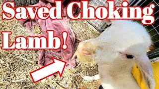 Our Lamb Buddy Choked