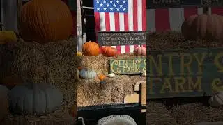 Must-Visit Pumpkin Patch in Franklin, Tennessee