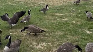 Goose Chaos on the Grass! 🪿🔥 | Canada Geese Fighting and Chasing 