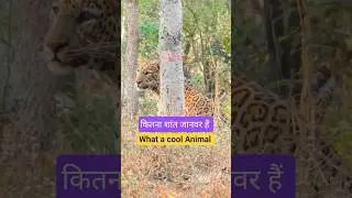 🐆 कितना शांत जानवर है,  Leopard Sighting. Pench tiger reserve . Khursapar Gate Maharashtra 2026. jan