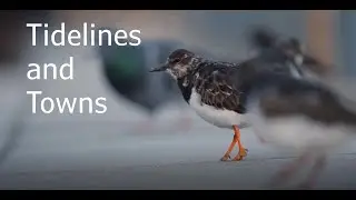 Tidelines and Towns (Wildlife Documentary)