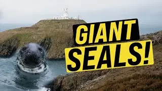 THE BEST SPOT for Wildlife In the UK 🇬🇧 - Pembrokeshire