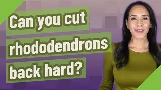 Можно ли сильно обрезать рододендроны?