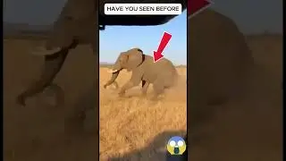 Elephant Help's Girrafe