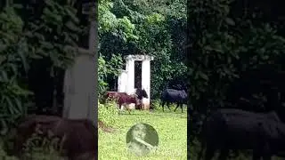 Monsoon in malnad western ghats, Mudigere