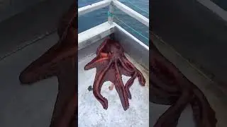 #ocean#whale#dolphin#shark#fish