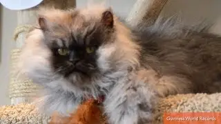 Colonel Meow Earns Guinness Record For Longest Fur
