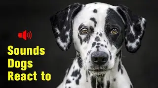 5 Sounds Dogs React to - Play to your dog! 🐶