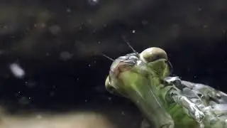 Dragonfly, Nymph hunts daphnia. Libellenlarve jagt Wasserfl&ouml;he