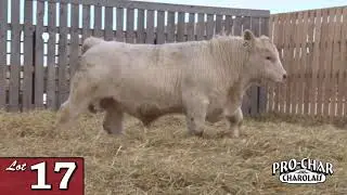 Lot 17 - ProChar 2020.mp4