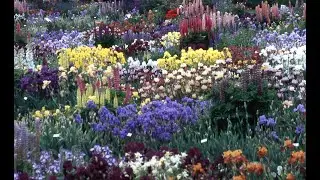 Iris Garden Tour of Blooms in May