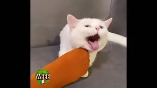 Most Funny reaction's cats Smelling  Feet Compilation 😹 😹 #Mrshorts #shorts #funny
