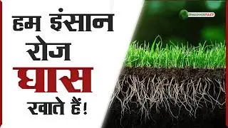 घास क्या होती है, क्यों 60% भोजन घास से ही आता है? [Grass Explained]