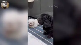 Funniest Cats and Dogs Videos 2025🐈🐕Try Not To Laugh😜 Part 17