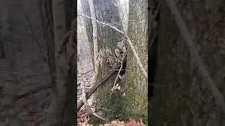 Could this Have been a 