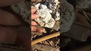 Ambergris paras venta