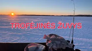 TROFĖJINIŲ ŽUVŲ ŽVEJYBA 2026 #12