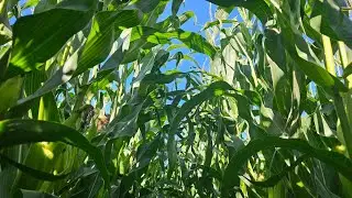 TOP TIPS FOR FERTILISER APPLICATION IN MAIZE 🌽 PRODUCTION. 