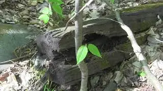 Brief History of Archbald Coal