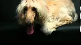 Afghan Hound Facts - Facts About Afghan Hounds