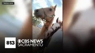 2 men save several horses from fire in Roseville