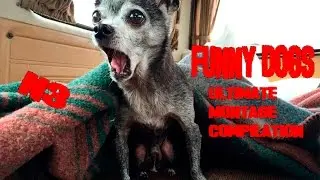 Funny Dogs Compilation (Ultimate montage №3)