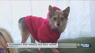 Park City pup makes his way home for Christmas