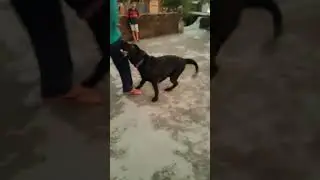 Danger attack training | labrador training | #puppy #dogbreed #labradorlovers #dog
