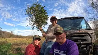 Misseltoe harvest Tennessee 