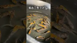 また盗撮しました　#はるくんのメダカ  #メダカ #坂出三色ラメ # #アクアリウム #youtubeshorts #ytshorts #youtube