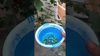 🌱 Sundakkai  harvest #shorts #shortsfeed #turkey plant harvest first time 🌿🍈