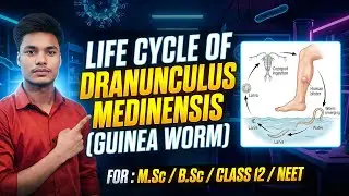 Dracunculus medinensis (Guinea Worm) Life Cycle in One Shot 🎯 | B.Sc | M.Sc | NEET | Zoology