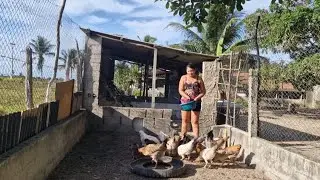 VIDA NA RO&Ccedil;A 🌳Alimentando minhas galinhas 🐔e soltei minha sura